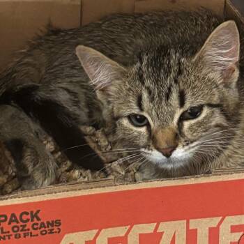 Zumiez -  Domestic Short Hair Cat for Adoption in Newark, New Jersey - Zumiez | PetCurious