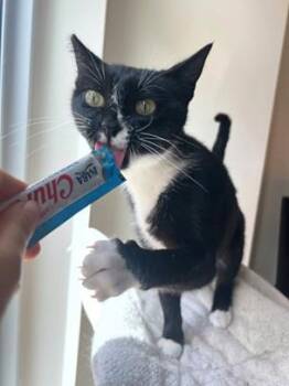 Ruby -  Domestic Short Hair and Tuxedo Cat for Adoption in San Francisco, California - Ruby | PetCurious