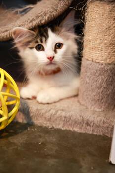 Brownie -  Domestic Long Hair Cat for Adoption in Loogootee, Indiana - Brownie | PetCurious