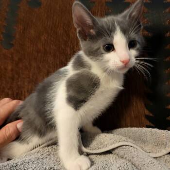 Rescue Domestic Short Hair Cats for Adoption in San Antonio, Texas - Romeo | PetCurious