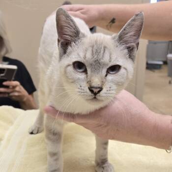 Rescue Domestic Short Hair Cats for Adoption in Wickenburg, Arizona - Vanburen | PetCurious