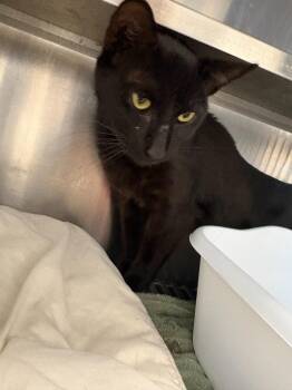 Brad Kitt -  Domestic Short Hair Cat for Adoption in Pomona, New York - Brad Kitt | PetCurious