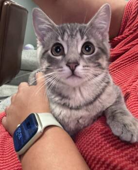 MooMoo -  Domestic Short Hair Cat for Adoption in Lincoln, Nebraska - MooMoo | PetCurious