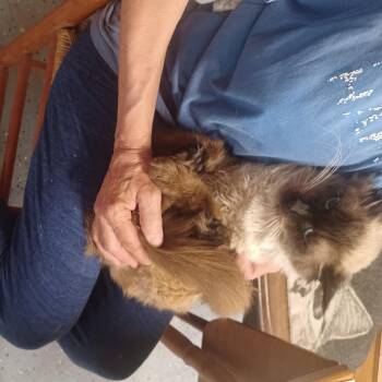 Rescue Himalayan Cats for Adoption in Miami, Florida - COURTESY POST: Hamilton | PetCurious