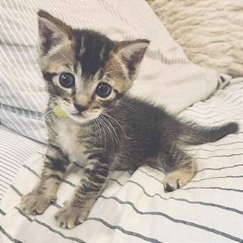 Aster* -  Domestic Short Hair Cat for Adoption in San Gabriel, California - Aster* | PetCurious