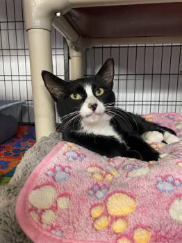 Tuxedo Cats Available for Adoption - Evie | PetCurious