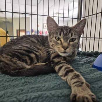 Periwinkle Poof Cosma -  Domestic Short Hair Cat for Adoption in Davenport, Iowa - Periwinkle Poof Cosma | PetCurious