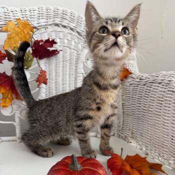 Rescue Domestic Short Hair Cats for Adoption in Eaton Rapids, Michigan - Glitter Crystal 55485 | PetCurious