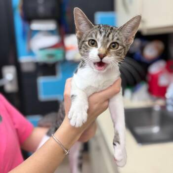 Jolie -  Domestic Short Hair Cat for Adoption in Ardmore, Oklahoma - Jolie | PetCurious
