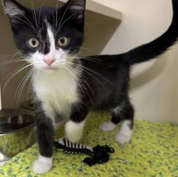 Sloan -  Domestic Short Hair Cat for Adoption in Manistee, Michigan - Sloan | PetCurious
