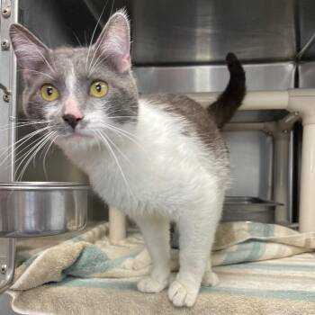 Gary Cooper -  Domestic Short Hair Cat for Adoption in Roanoke, Virginia - Gary Cooper | PetCurious