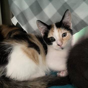 Eraser -  Domestic Short Hair Cat for Adoption in Philadelphia, Pennsylvania - Eraser | PetCurious
