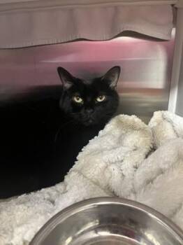 Domestic Short Hair Cats Available for Adoption in Kansas City, Missouri - Velour | PetCurious