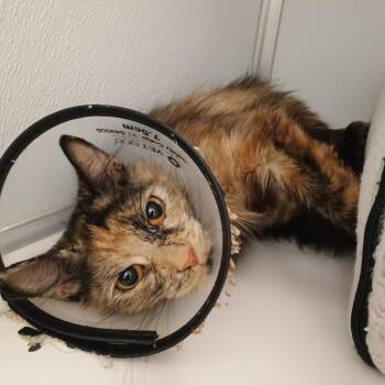 Dori -  Domestic Medium Hair Cat for Adoption in Oneonta, New York - Dori | PetCurious