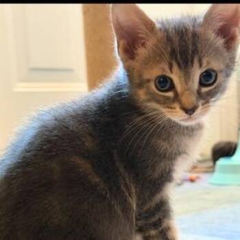 Peggy -  Domestic Short Hair Cat for Adoption in Jupiter, Florida - Peggy | PetCurious