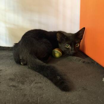 Poe -  Domestic Short Hair Cat for Adoption in Houston, Texas - Poe | PetCurious