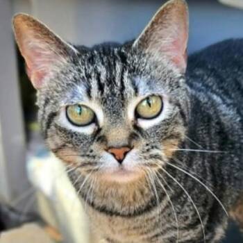 Bella -  Domestic Short Hair Cat for Adoption in Warr Acres, Oklahoma - Bella | PetCurious