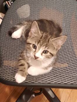 Rescue Domestic Short Hair Cats for Adoption in San Jose, California - Granite | PetCurious