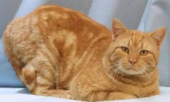 Domestic Short Hair Cats Available for Adoption - Sarge | PetCurious