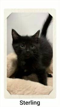 Sterling -  Domestic Short Hair Cat for Adoption in Caistor Centre, Ontario - Sterling | PetCurious