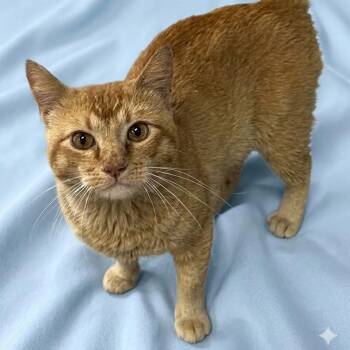 Oliver -  Domestic Short Hair Cat for Adoption in Glenwood Springs, Colorado - Oliver | PetCurious