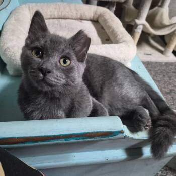 Miguel -  Domestic Short Hair Cat for Adoption in Hudsonville, Michigan - Miguel | PetCurious