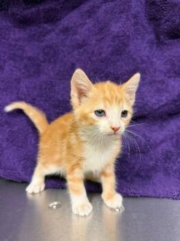 LUCKY CHARM -  Domestic Short Hair Cat for Adoption in Houston, Texas - LUCKY CHARM | PetCurious