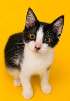 Biggs -  Domestic Short Hair Cat for Adoption in Columbia, Tennessee - Biggs | PetCurious