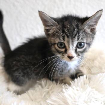 Talia -  Domestic Short Hair Cat for Adoption in Chaska, Minnesota - Talia | PetCurious
