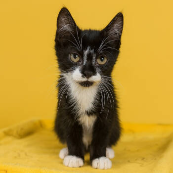 Rescue Domestic Short Hair Cats for Adoption in Binghamton, New York - Brink | PetCurious