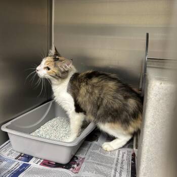 Trapped BG Loftis Rd 2 -  Domestic Medium Hair Cat for Adoption in Roxboro, North Carolina - Trapped BG Loftis Rd 2 | PetCurious
