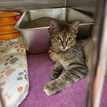 Leia -  Domestic Short Hair Cat for Adoption in Fort Worth, Texas - Leia | PetCurious