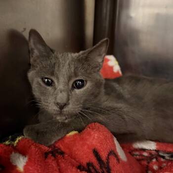 Trailer -  Domestic Short Hair Cat for Adoption in Las Vegas, Nevada - Trailer | PetCurious