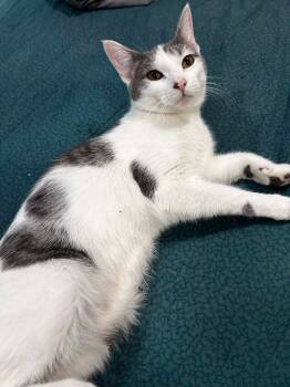 Domestic Short Hair Cats Available for Adoption in Pomona, New York - Selene | PetCurious