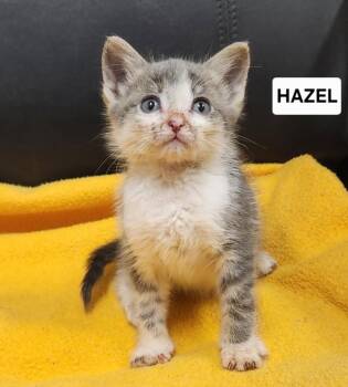 Hazel -  Domestic Short Hair Cat for Adoption in Yankton, South Dakota - Hazel | PetCurious