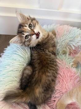 Missy -  Domestic Long Hair Cat for Adoption in Millcreek, Utah - Missy | PetCurious