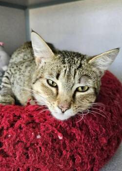 Colton -  Domestic Short Hair Cat Available for Adoption in Montgomery, New Jersey - Colton | PetCurious