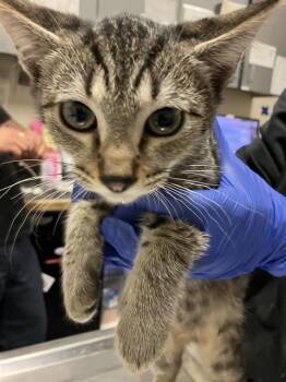 Domestic Short Hair Cats Available for Adoption in Long Beach, California - SORA | PetCurious
