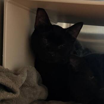 Little bit -  Domestic Short Hair Cat for Adoption in Cedaredge, Colorado - Little Bit | PetCurious