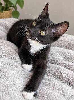 Chester Brother Bentley , Buster and Bitsy -  Tuxedo Cat for Adoption - Chester Brother Bentley , Buster And Bitsy | PetCurious