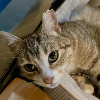 Domestic Short Hair Cats Available for Adoption - Avery | PetCurious