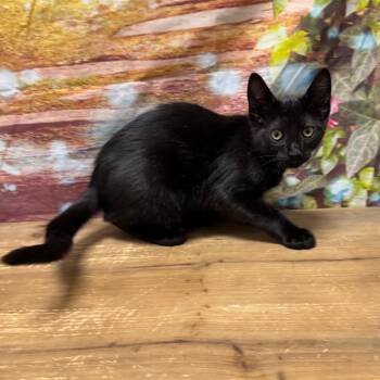 Barney -  Domestic Short Hair Cat for Adoption in Normal, Illinois - Barney | PetCurious