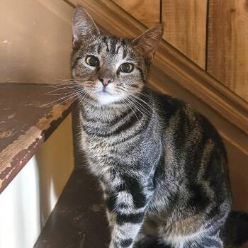 Paris -  Domestic Short Hair Cat for Adoption - Paris | PetCurious