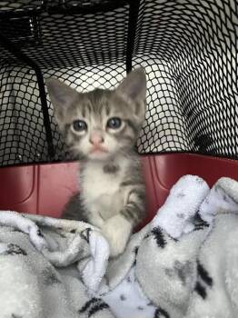 Domestic Medium Hair Cats Available for Adoption in Dallas, Texas - JOAN | PetCurious