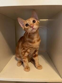 Rescue Tabby Cats for Adoption in Naples, Florida - Floyd | PetCurious