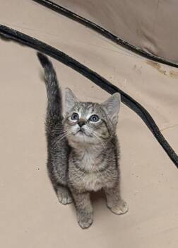 Tarte Tatin -  American Shorthair Cat for Adoption in Hagaman, New York - Tarte Tatin | PetCurious