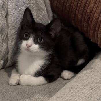 Manhattan -  Domestic Short Hair Cat for Adoption in La Grange, Kentucky - Manhattan | PetCurious