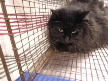 Domestic Long Hair Cats Available for Adoption in Kalamazoo, Michigan - LOUISVILLE | PetCurious