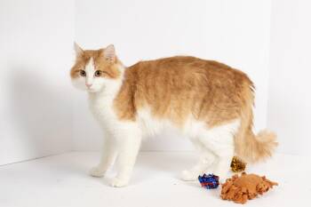 Tabby Cats Available for Adoption - Butters  | PetCurious