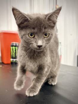 Jendayi -  Domestic Short Hair Cat for Adoption in Kalamazoo, Michigan - Jendayi | PetCurious